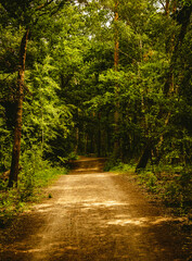 Obraz premium Walking path in the forest with trees on both sides. Hiking concept.