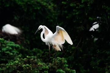 Great White Egret in mating colors and displaying to attract mate.