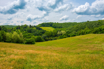 Green nature landscape view