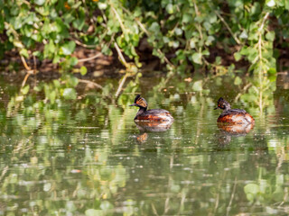 Close up shot of a Black-necked grebe swimming in a pond