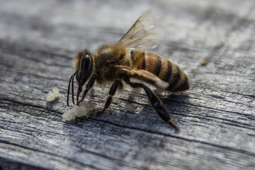 macro of a fly