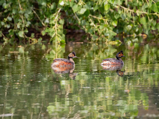 Close up shot of a Black-necked grebe swimming in a pond