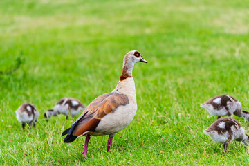 egyptian goose with goslings