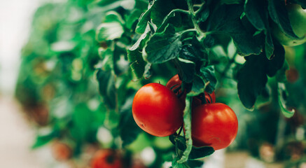 red tomato on green background