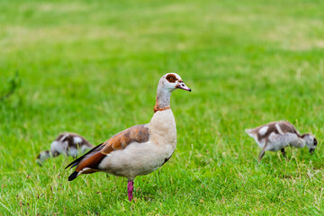 egyptian goose with goslings