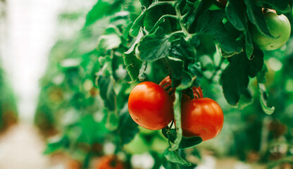 tomatoes in the garden
