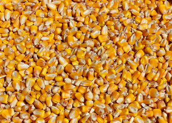 golden corn