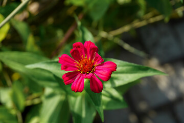 tropical flower on outdoor park. summer sunshine. a spring summer season day with large green yellow leaves nature background outdoor park.