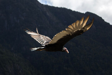 Fototapeta na wymiar vulture in flight