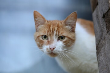 Fototapeta premium portrait of a cat