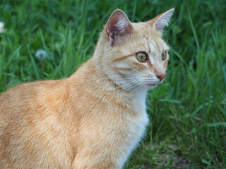 Beautiful red cat posing on a background of green grass