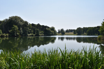 Reflections on a still lake in summer, at Holkham Park, Norfolk, UK