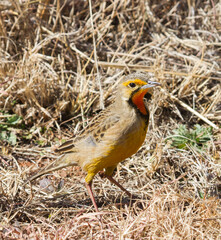 Cape Longclaw (Macronyx capensis) or orange-throated longclaw closeup standing in dry grass in South Africa