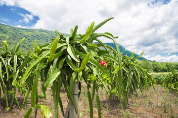 Green Dragon fruit on plant, blue sky  in farm.