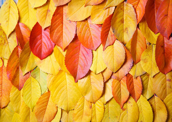 yellow autumn leaves background