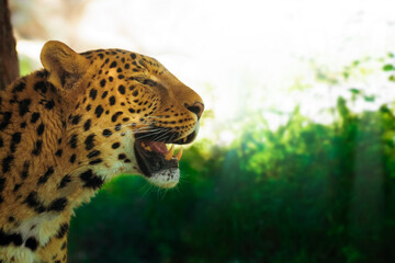 African leopard, panthera pardus resting in the shadow of tree. Large yellowish cat with black spots