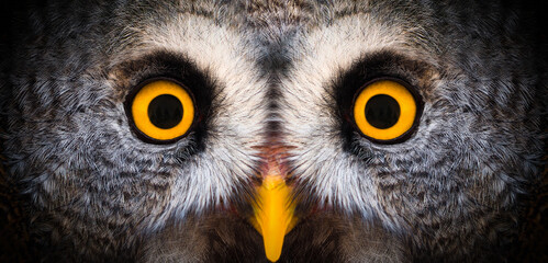 Big yellow eyes of a owl close-up. Great owl eyes looking at camera. Strigiformes nocturnal birds...