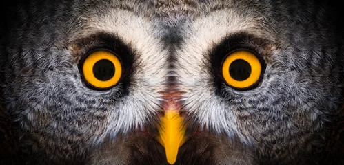 Foto op Aluminium Big yellow eyes of a owl close-up. Great owl eyes looking at camera. Strigiformes nocturnal birds of prey, binocular vision © ANGHI
