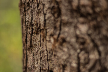 tree bark texture
