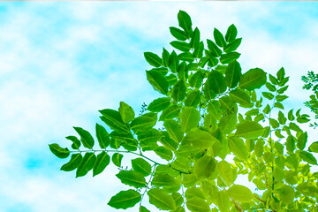 green leaves against blue sky