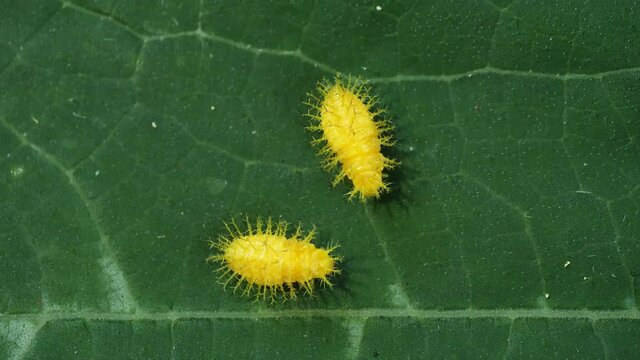 two Ladybug larvas crawl on green melon leaf / closeup insect pest in organic farming
