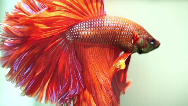 slow motion red fighting fish
