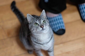 じっと見る猫　　サバトラ猫