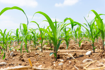 Green corn maize plants on a field. Agricultural landscape.