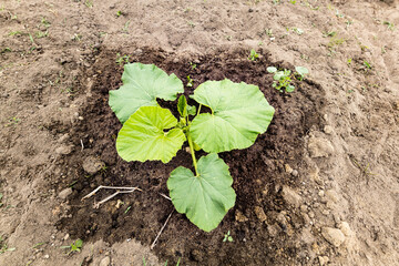 日本　菜園　カボチャの苗への水やり