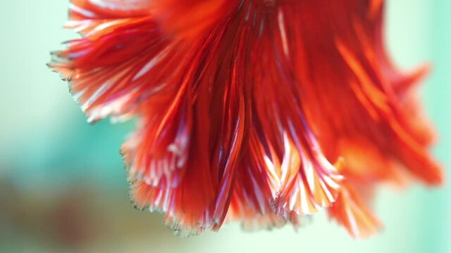 slow motion beautiful tail of red fighting fish