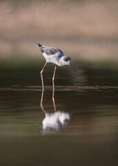 Long legged Stilt looking for food on pond water