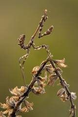 Graceful insect Empusa pennata on a dry sprig waiting for prey in the meadow