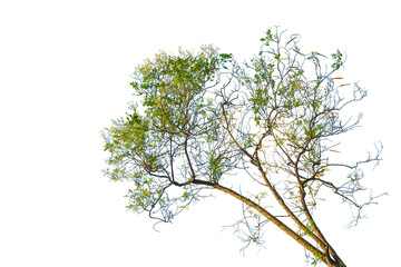 green tree isolated on white