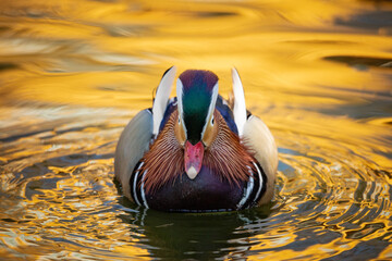 Colorful mandaring duck swimming over yellow water