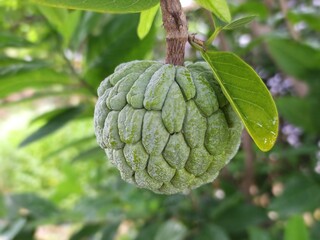 Full green Custard apple or Sugar apple or Sweetsop or Annona squamosa Linn growing in the garden tree