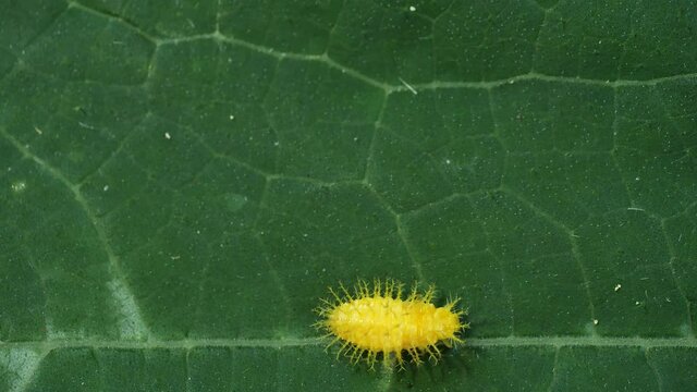 Ladybug larva crawl on green melon leaf / closeup insect pest in organic farming