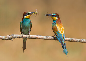 Bee eaters eating insects over branch