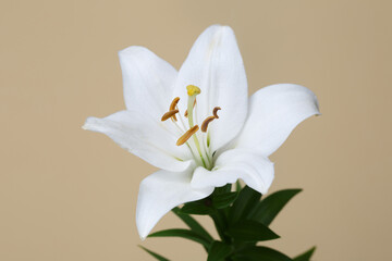 Tender white lily flower isolated on a beige background.