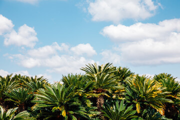 Fototapeta na wymiar Palm trees with blue sky at Korakuen garden in Okayama, Japan