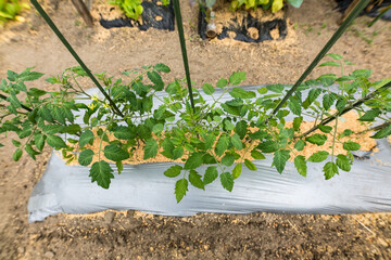 日本　市民農場のトマトの花