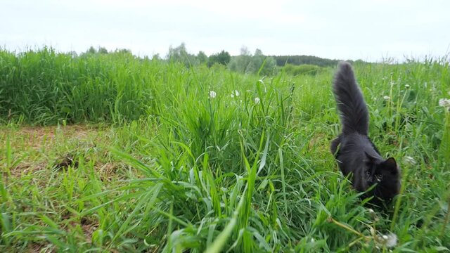 Black playful cat with a fluffy tail runs in tall grass, slow motion.
