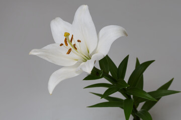 Tender white lily flower isolated on gray background.