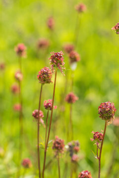 Closeup of Small Burnet flowers (Sanguisorba minor)