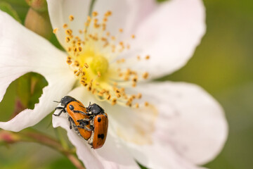 Closeup of Four spotted leaf beetles (Clytra quadripunctata) mating on a wild rose