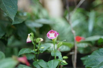 photos of flowers and fruit using a macro lens