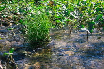 Ufa, Russia June 17, 2020 view of a calm mountain river with clear water, algae and pebbles at the bottom on a sunny day
Ufa, Republic of Bashkortostan, Russia