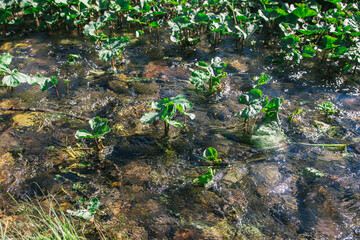 Ufa, Russia June 17, 2020 view of a calm mountain river with clear water, algae and pebbles at the bottom on a sunny day
Ufa, Republic of Bashkortostan, Russia