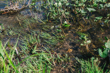 Ufa, Russia June 17, 2020 view of a calm mountain river with clear water, algae and pebbles at the bottom on a sunny day
Ufa, Republic of Bashkortostan, Russia