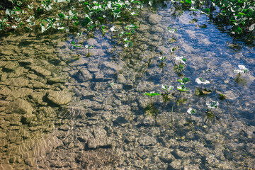 Ufa, Russia June 17, 2020 view of a calm mountain river with clear water, algae and pebbles at the bottom on a sunny day
Ufa, Republic of Bashkortostan, Russia