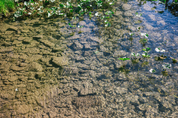 Ufa, Russia June 17, 2020 view of a calm mountain river with clear water, algae and pebbles at the bottom on a sunny day
Ufa, Republic of Bashkortostan, Russia